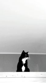 Rear view of cat looking up