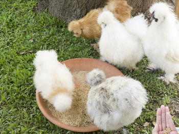 High angle view of chickens on grass