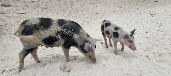 Pig standing on sand