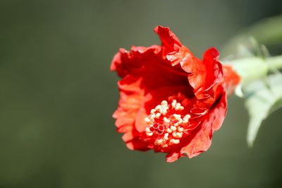 Close-up of red hibiscus blooming outdoors