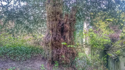 Plants growing on tree trunk