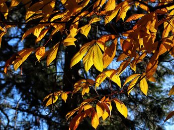 Low angle view of maple leaves on tree