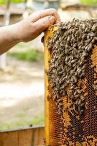 Cropped hand of person holding honey