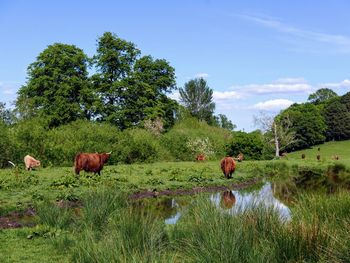 Highland cows in a field