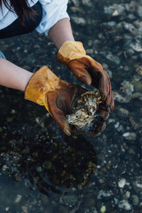 Woman on pacific northwest rocky beach picking oysters with rawhide gloves