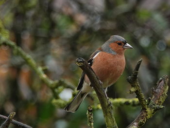 Close-up of bird perching on branch