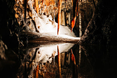 Close-up of tree trunk