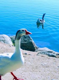 Side view of seagull on a lake