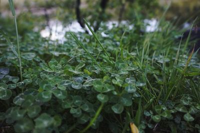 Close-up of fresh green plants