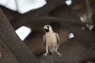 Low angle view of bird perching on branch