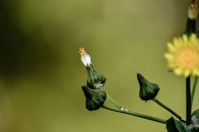 Close-up of honey bee on plant