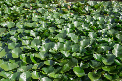 Full frame shot of plants