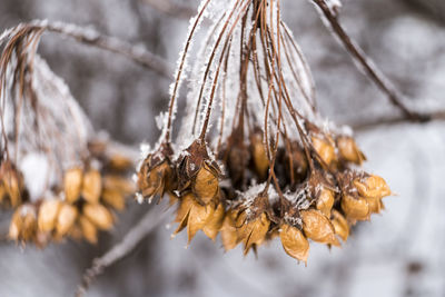 Close-up of snow on branch during winter
