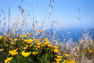 Close-up of yellow flowering plants on field