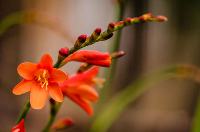 Close-up of crocosmia