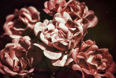 Close-up of pink flowers