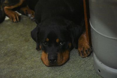 Close-up portrait of black dog