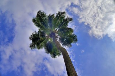 Low angle view of coconut palm tree against sky