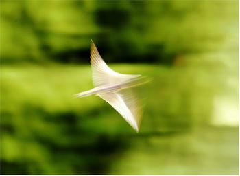 Close-up of white bird flying