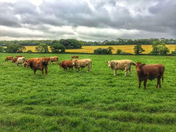 Cows grazing on grassy field against cloudy sky