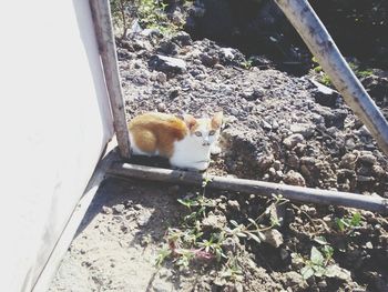 High angle view of cat on tree