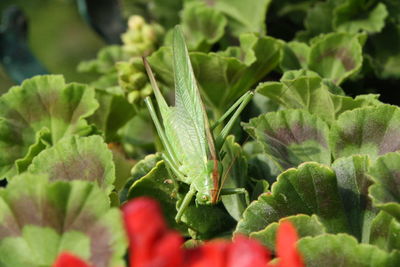 Close-up of insect on plant