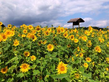 Yellow flowering plants on field against sky