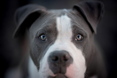 Close-up portrait of dog