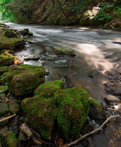 High angle view of moss growing on rocks in forest