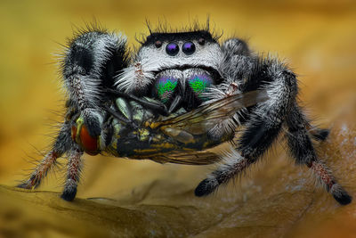 Close-up of spider