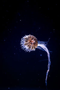 Close-up of jellyfish swimming in sea