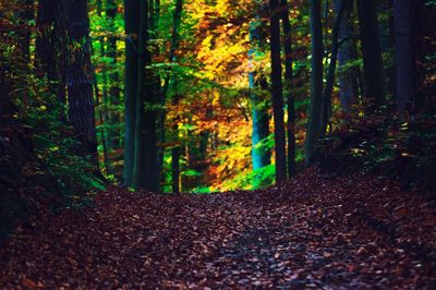 Trees in forest during autumn