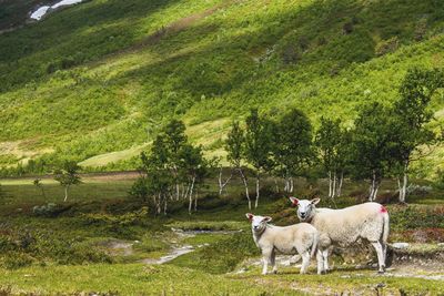 Horses in a field