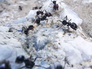 Close-up of ant team on ground