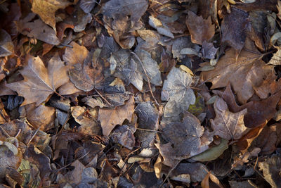 Full frame shot of dry maple leaves