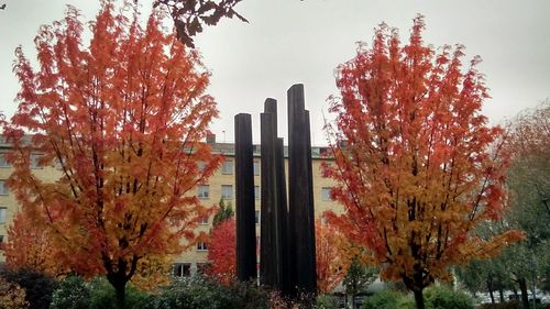 Trees in autumn