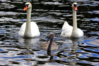 Mute swans by cygnet swimming on lake