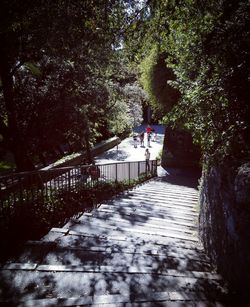 Footpath amidst trees