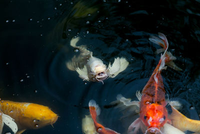 High angle view of koi fish in sea