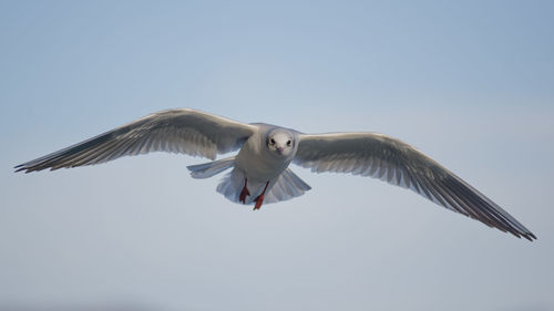 Low angle view of seagull flying in sky