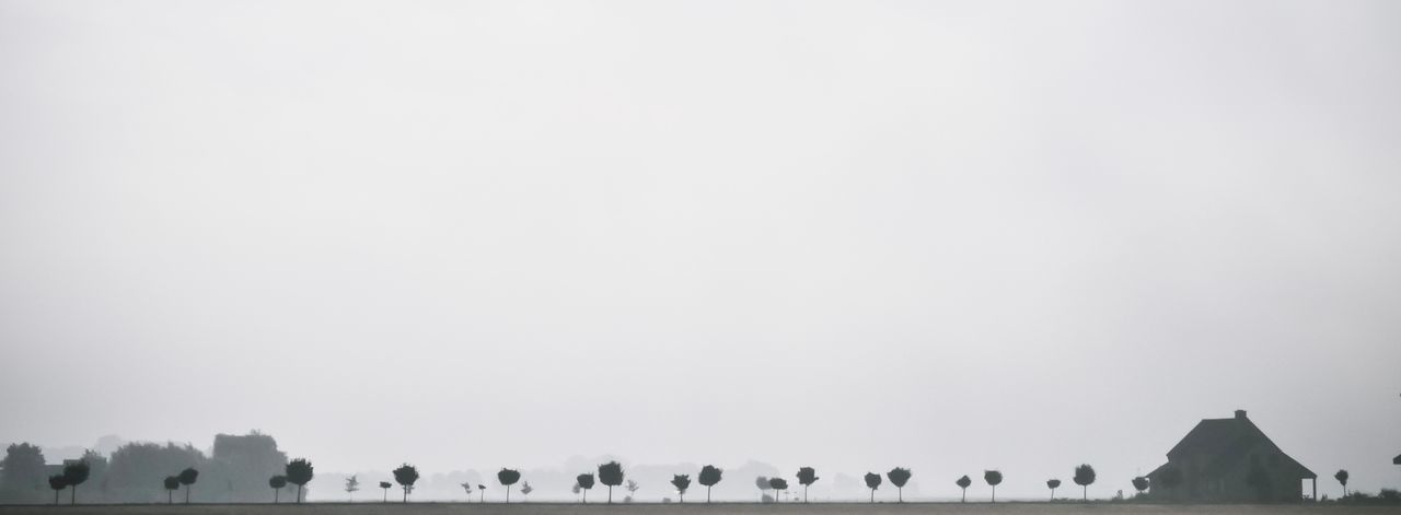 FLOCK OF BIRDS ON A WALL