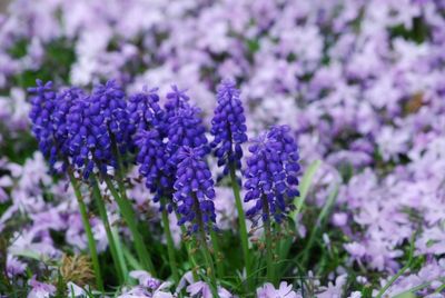 Close-up of purple flowering plant on field