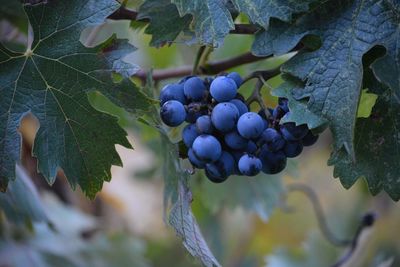 Grapes growing at vineyard