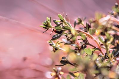 Close-up of pink flowering plant