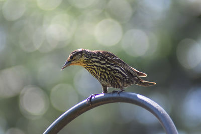 Close-up of bird perching on branch