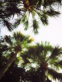 Low angle view of palm trees