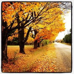 Road passing through autumn trees