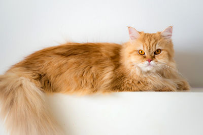 Portrait of ginger cat against white background