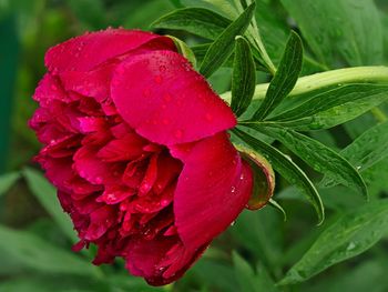 Close-up of wet red flowering plant