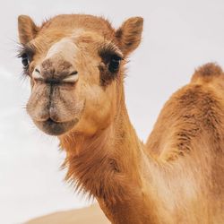 Close-up portrait of a camel